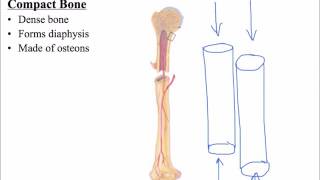 5 Compact vs Spongy Bone [upl. by Terena649]