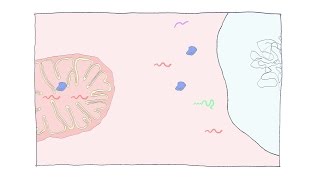 Protein Transport Into Mitochondria  Mitochondrial Protein Transport [upl. by Jobey]