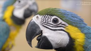 AVES  Cómo son y qué necesitan los guacamayos Ara ararauna [upl. by Aimek]