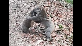 Intense koala fight [upl. by Honniball]