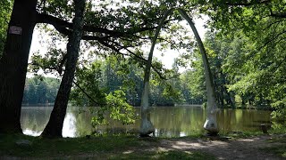 Wielorybie szczęki w Mysłakowicach historia i tajemnice [upl. by Bannon]