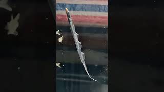 🫙🐟🌊 Wow little hairtail fish fighting against low pressure in fish tank [upl. by Lilias]