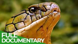 Wild Indonesia  Episode 1 Islands of Monsters  Free Documentary [upl. by Kitarp923]