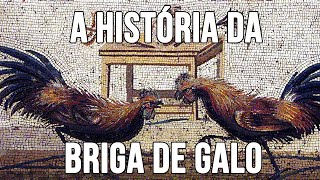 A História da Briga de Galo no mundo [upl. by Fuchs]