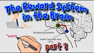 The Reward System in the Brain  the basics [upl. by Nevek]