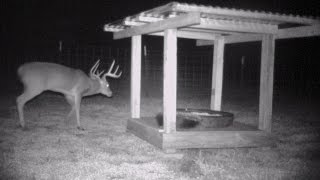 How to keep raccoons and squirrels out of a deer feeder [upl. by Scheck421]