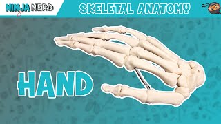 Hand Anatomy  Bones of the Hand [upl. by Fitton700]