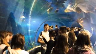 Afrykarium oceanarium Wrocław Atarkcje podwodnego miasta i przyrody afryki w zoo we Wrocławiu HD [upl. by Tonia]