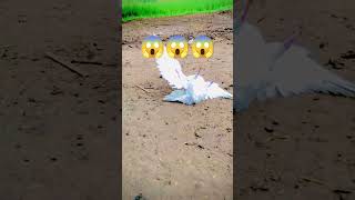 Super Rollar pigeons 😱😱😱😱youtubeshorts shorts kabootar bird rollerkabutar shortvideo virals [upl. by Sung]