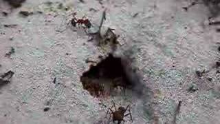 Florida Harvester Ants pogonomyrmex badius Digging a Nest [upl. by Ahsat]