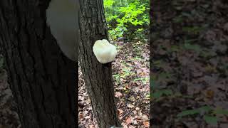 Wild Hericium Erinaceus， Wild Lion’s Mane Mushroom [upl. by Towers]