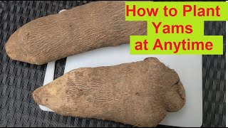 How to Grow Yams Anytime of the Year [upl. by Nylisoj585]