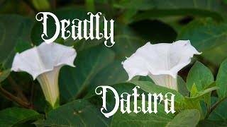 The Deadly Datura Plant Identification Cautions and Medicinal Uses [upl. by Sheply661]