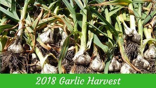 When to Harvest Garlic amp How To Cure [upl. by Ronnholm54]