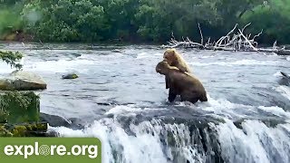 BEAR CAM is Back  This Week at Brooks Falls [upl. by Nydnarb]