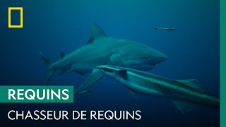 Le requinbouledogue chasseur de requins [upl. by Dnalyr787]