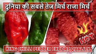 naga morich  king chilli  raja mircha  hot chilli pepper  bhut jolokia india  ghost pepper [upl. by Ittap498]