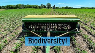 Interseeding Cover Crops Into Corn [upl. by Dympha]