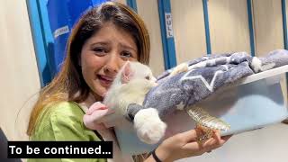 Mufasa ko kya ho gaya🥺  Vlog  Arishfa khan [upl. by Sucramed]