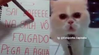 Gato FALANDO 😂😂 [upl. by Seldun]