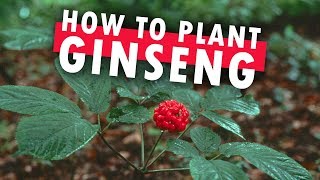 How to Plant Ginseng at Home [upl. by Alleroif]