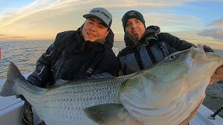 Biggest Striped Bass I’ve Ever Seen [upl. by Wivinia]