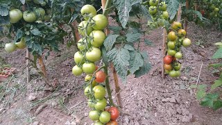 Forma correcta de podar una tomatera [upl. by Holsworth773]