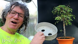 Repotting My Bloodwood Tree The Bonsai Zone Nov 2023 [upl. by Alaster]