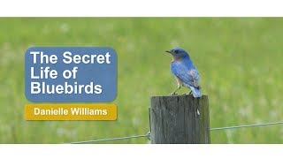 The Secret Life of Bluebirds [upl. by Orna]