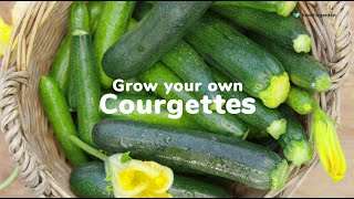 How to grow your own courgettes  Love The Garden [upl. by Ydnelg533]