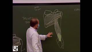 MS 5  Muscles du bras Muscles of the arm [upl. by Suehtomit]