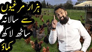 Chicken Farming in Pakistan  Azad Chaiwala [upl. by Naasah]