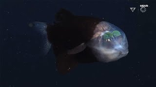 Bizarrelooking fish with transparent head spotted swimming in deep waters off CA coast  ABC7 [upl. by Eelarat980]