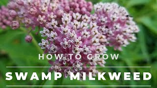 Swamp Milkweed  Asclepias Incarnata Facts Grow amp Care [upl. by Lamak]