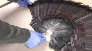 Taxidermy Tips How to mount a turkey tail fan and beard panel Episode 4 [upl. by Magnus]