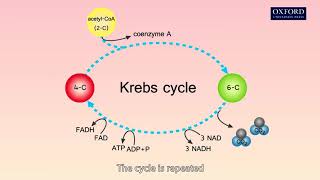 Animation 211 The process of aerobic respiration [upl. by Einaoj304]