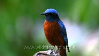 Most exquisite Himalayan bird  Bluecapped Rock Thrush [upl. by Karin]