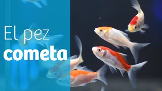 Los cometas · Goldfish para tu acuario o estanque ☄ [upl. by Kcirddot]