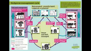 Managing a hedge using the hedgerow managemet cycle [upl. by Aratas]