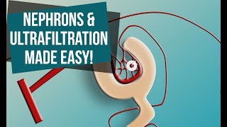 Nephrons and Ultrafiltration Made Easy [upl. by Arela]