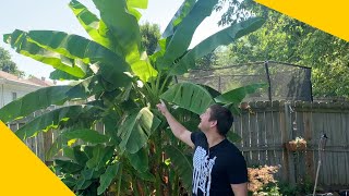 How To Grow A Banana Tree At Home In Any Climate [upl. by Nivrem]