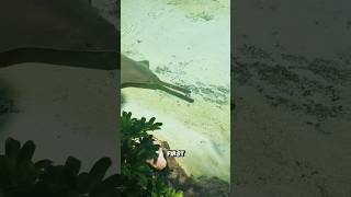 How sawfish hunts fish shorts youtubeshorts viralshorts facts amazingfacts [upl. by Ednargel770]