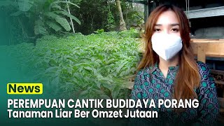 PEREMPUAN CANTIK PEMBUDIDAYA TANAMAN PORANG [upl. by Jeffery]