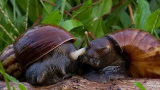 HOW DO SNAILS MATE AND REPRODUCE [upl. by Arodasi]