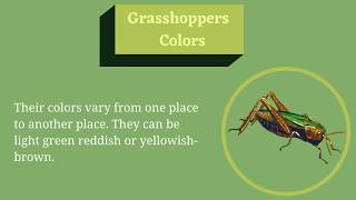 Grasshopper Facts for Kids [upl. by Bancroft]