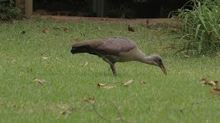 Wildebure Hadeda ibis [upl. by Runkle]