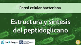 Estructura y síntesis del peptidoglicano [upl. by Loomis]