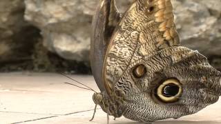 SNEAK PEEK Krohn Conservatory features Butterflies of the Caribbean [upl. by Bilek]