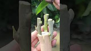 Plant grafting and tree care techniques 2827 [upl. by Matelda]