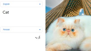 Cat in different languages meme [upl. by Rimidalb564]